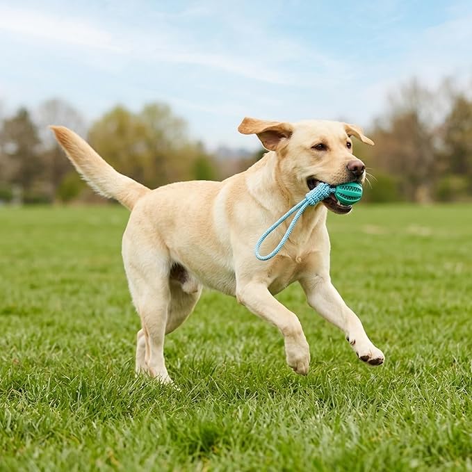 Dog Ball on Rope – Durable Rubber Ball & Cotton Rope for Tug of War & Fetch